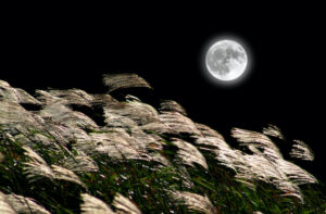 Japanese pampas grass and the Moon